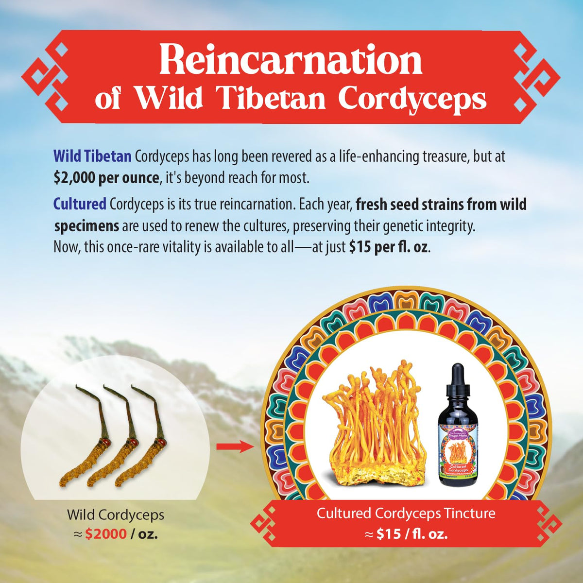 Dragon Herbs Cultured Cordyceps Drops Tibetan Strain - 2 fl oz - image 2