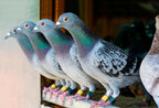 Farmalab Calcium Bone D3 Extra Strength Supplement for Pigeons - 100 Tablets - image 8