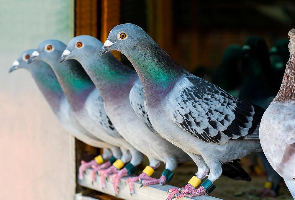 Farmalab Calcium Bone D3 Extra Strength Supplement for Pigeons - 100 Tablets - image 8