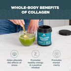 Ancient Nutrition Matcha Powder with Collagen, MCTs & Ashwagandha - 20 Servings - image 4