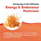 Triquetra Health Organic Cordyceps Mushroom Extract - 70% Beta