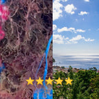 Sweet Sunnah Purple Sea Moss Wildcrafted - 8 oz - image 7