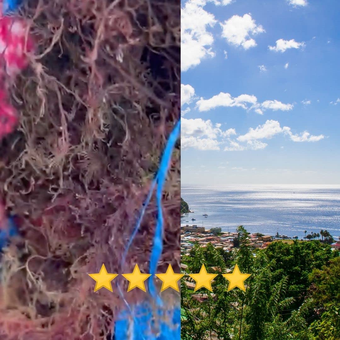 Sweet Sunnah Purple Sea Moss Wildcrafted - 8 oz - image 7