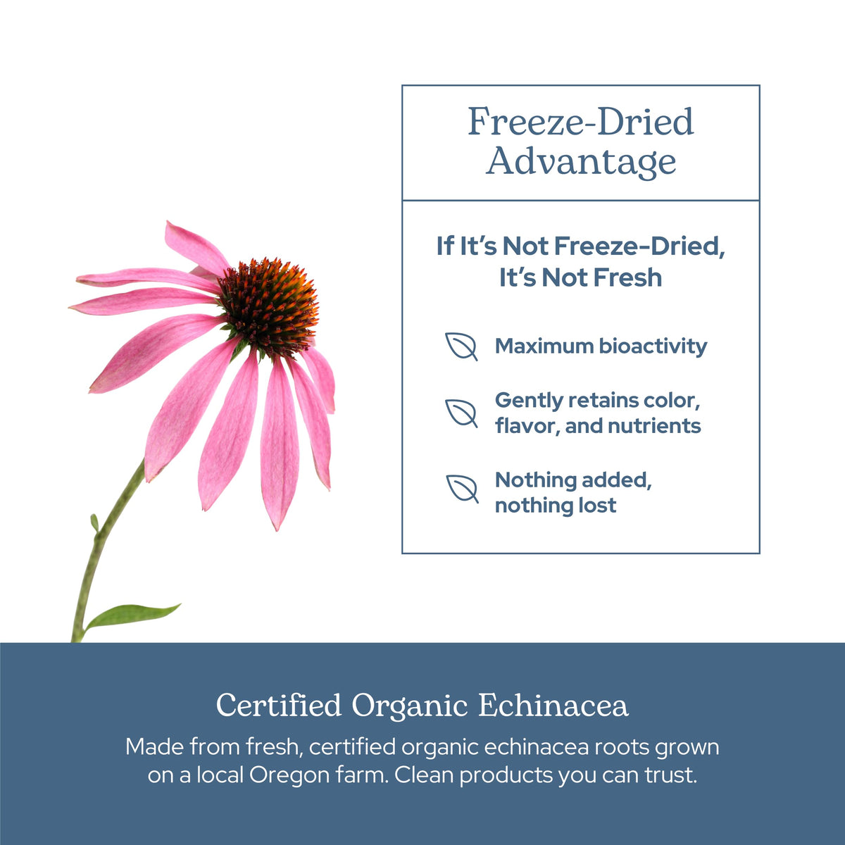 Eclectic Institute Echinacea Purpurea Root Capsules - 90 Count - image 5