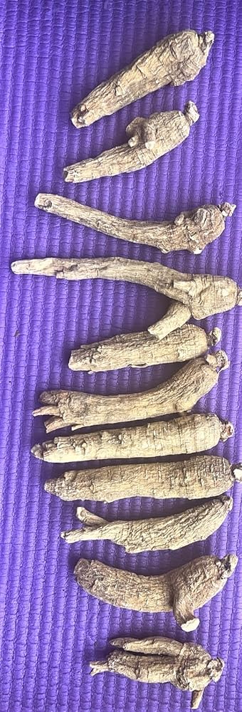 Xi Ge Ge American Ginseng Root from Wisconsin - 1 Pound - image 3