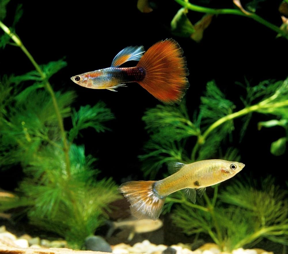 Aquatic Foods Inc. Guppy Micro Sinking Granules