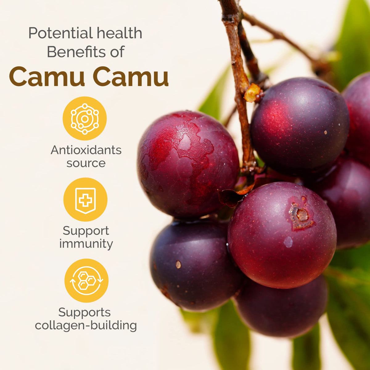Zint Camu Camu Powder Natural Vitamin C Immune Support - 3.5 oz - image 5