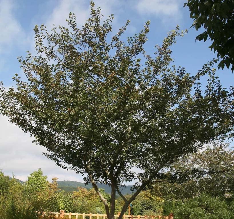 MySeeds.Co Black Hawthorn Tree Seeds - 500 Seeds - image 2