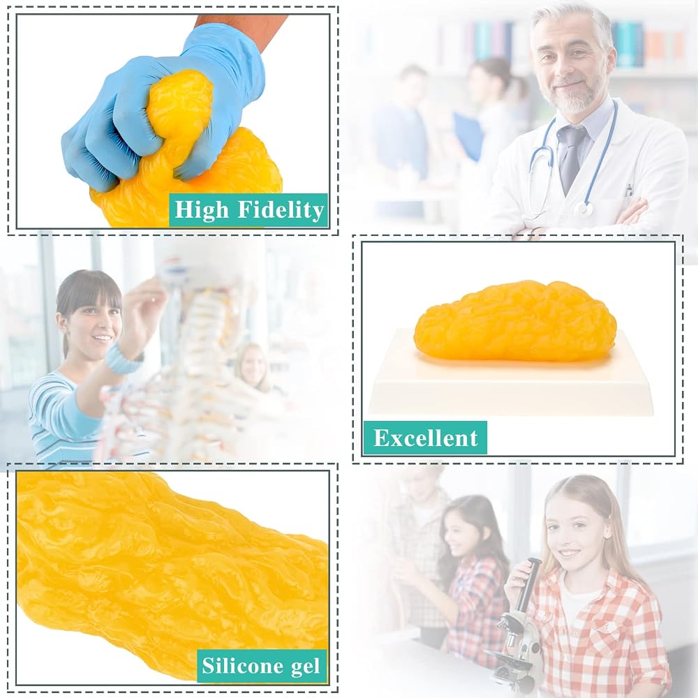 RONTEN 1 lb Human Fat Anatomical Model - Educational Display - image 4