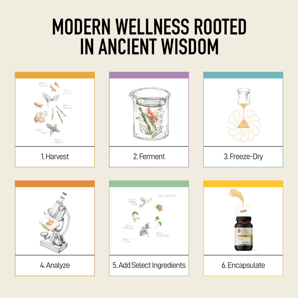 Living Alchemy Fermented Rhodiola Rosea - 60 Capsules - image 11