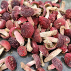 CHLYAET Dried Russula Red Mushroom Honggu - 100g - image 4