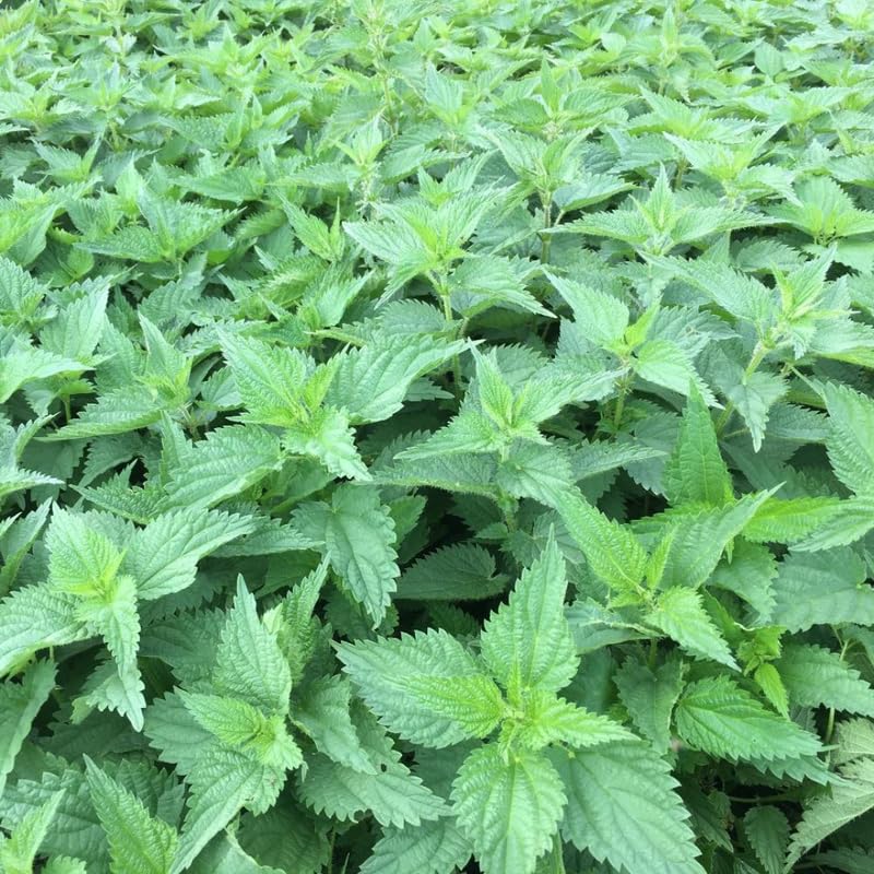 YOKEBOM Stinging Nettle Live Plants Herb - 3 Count - image 2