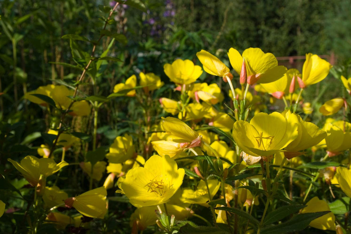 Health Embassy Evening Primrose Seeds Powder - 100g - image 4