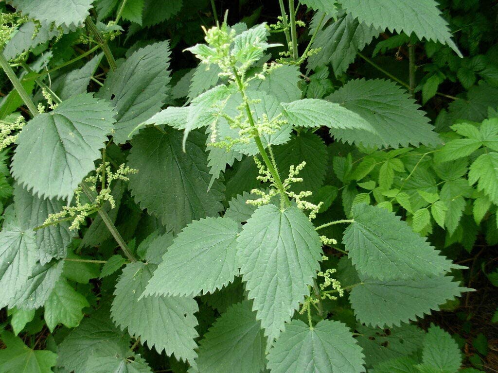 OrginBud Stinging Nettle Urtica Dioica Seeds - 100 Seeds - image 3