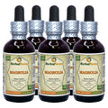 Herbal Terra LLC Magnolia (Magnolia Virginiana) Tincture