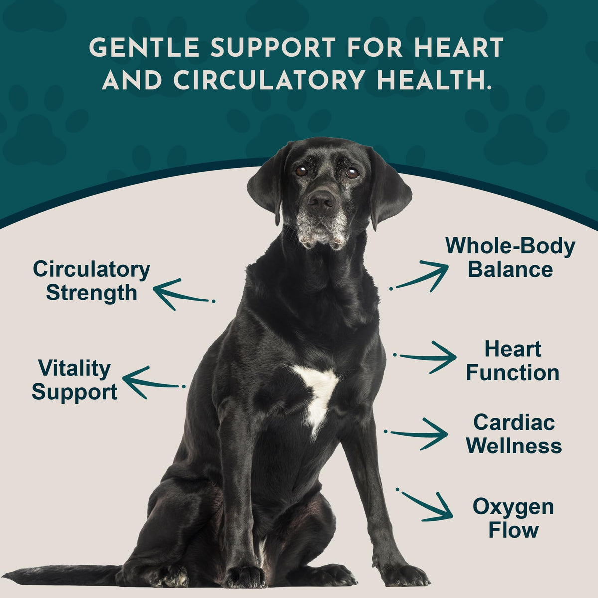 Animal Essentials Hawthorn Berry Supplement for Dogs & Cats - 1 fl Oz - image 3