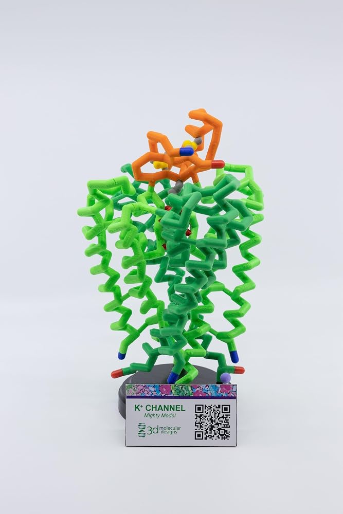 3D Molecular Designs Potassium Channel Mighty Model©