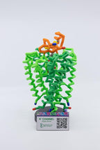 3D Molecular Designs Potassium Channel Mighty Model©