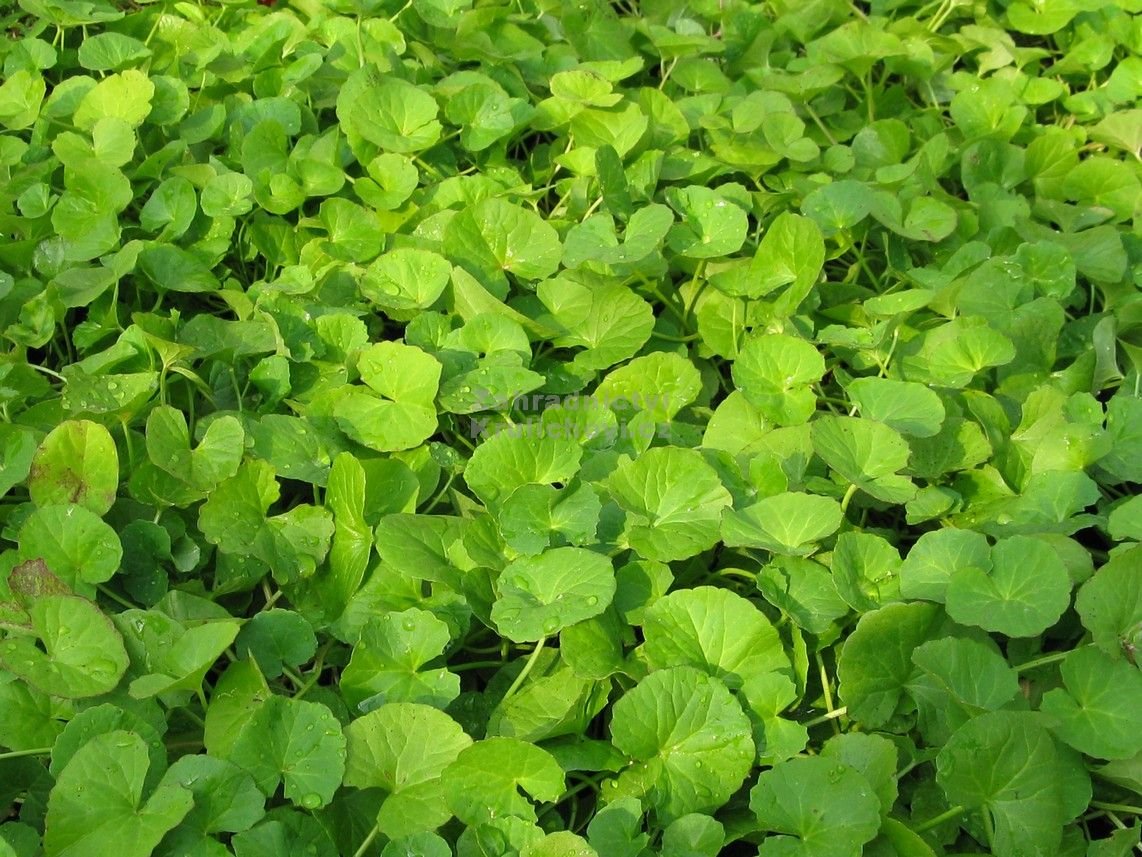 Foodherbs Gotu Kola Powder - 200 g - image 2