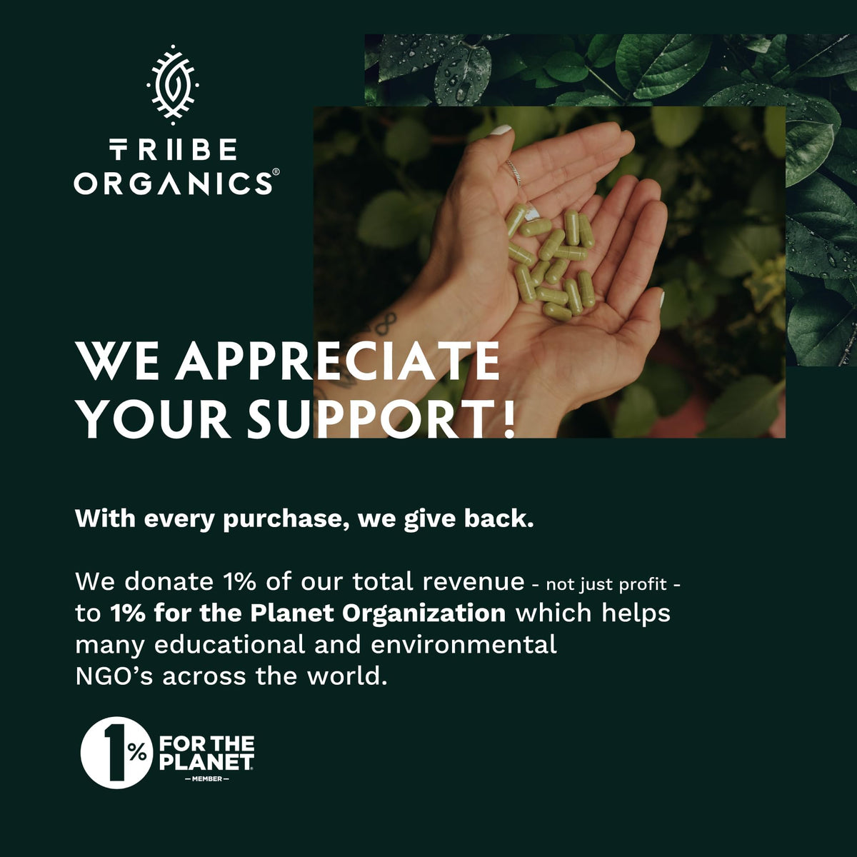 TRIBE ORGANICS Lion's Mane Supplement Capsules - 120 Count - image 9