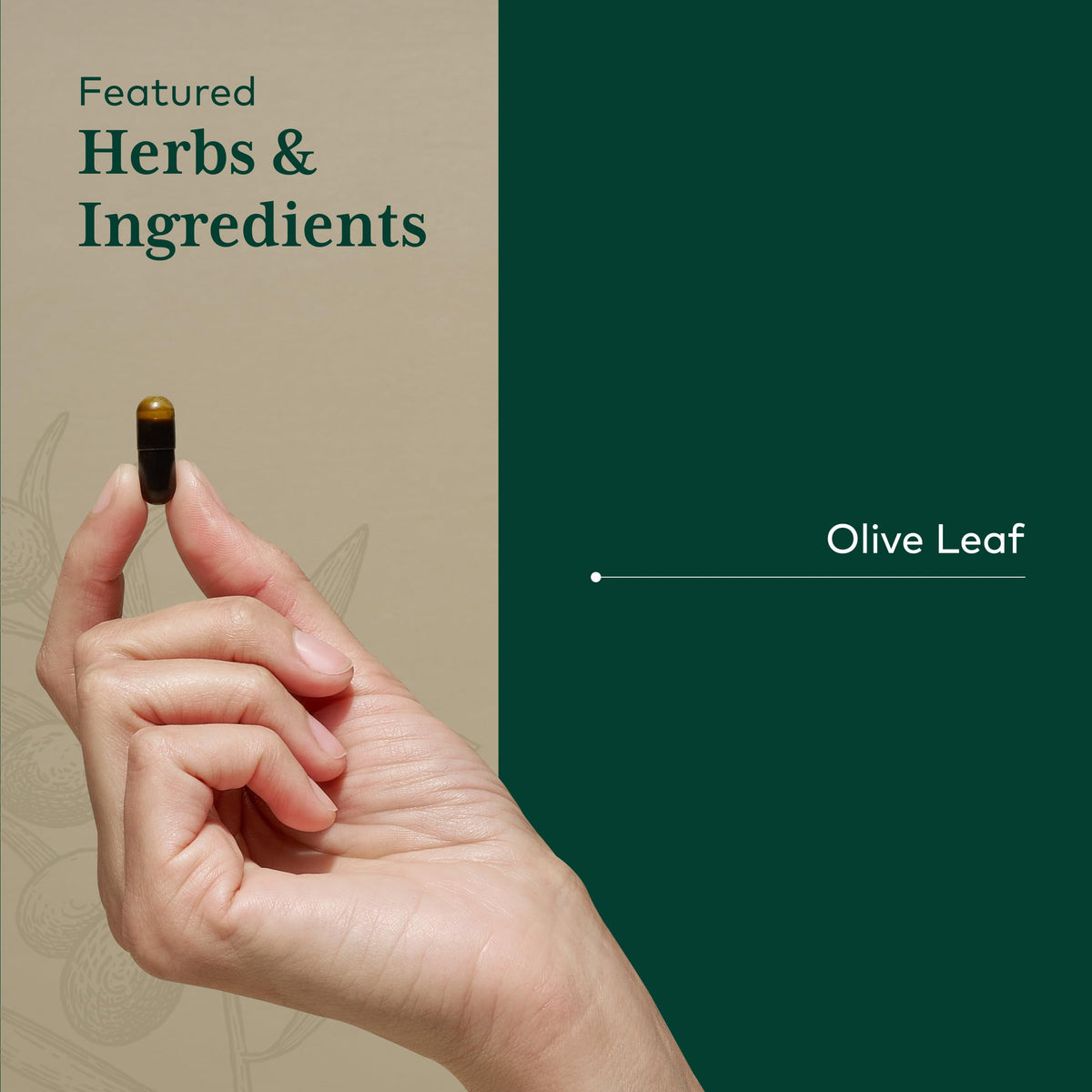 Gaia Herbs PRO Olive Leaf 1360 Immune & Heart Support - 120 Capsules - image 4