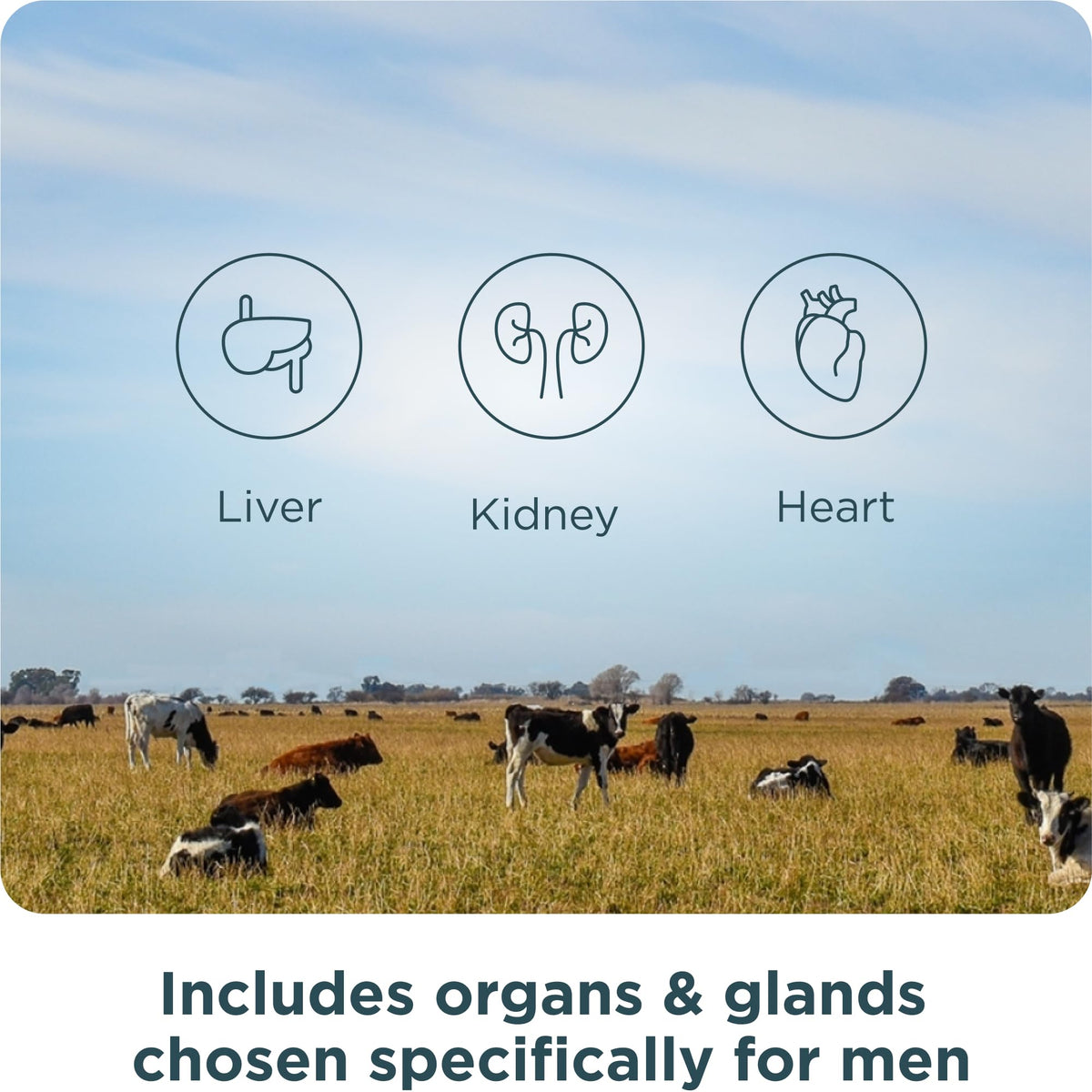 Organ Supplements by Ancient Nutrition