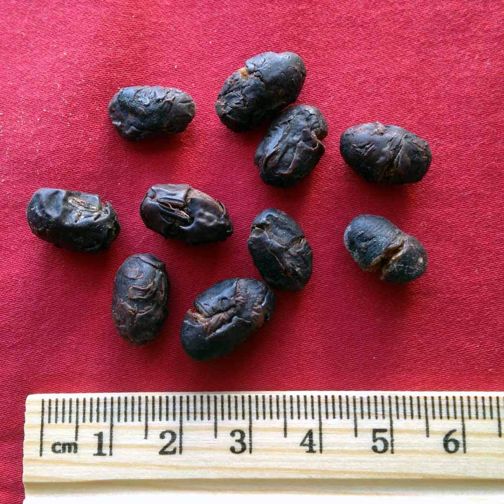 Xi Yao Peng Dandouchi Dan Dou Chi Herbal Supplement - 100g - image 3