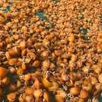 CHEWYZ Dried Abalone