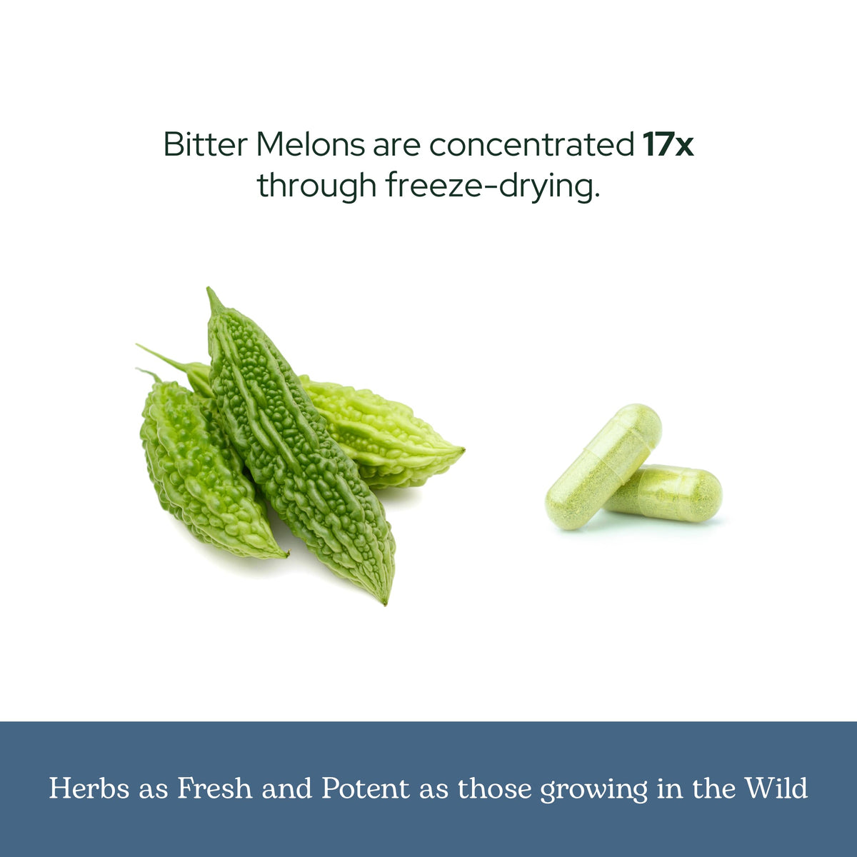 Eclectic Institute Bitter Melon Capsules for Glucose Support - 90 Capsules - image 6