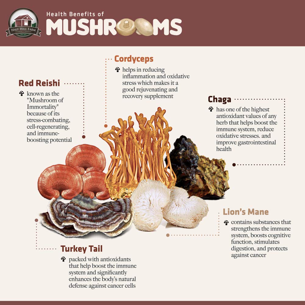 Half Hill Farm Cordyceps Mushroom Dual Extract - 6.76 oz - image 2