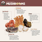 Half Hill Farm Cordyceps Mushroom Dual Extract - 6.76 oz - image 2