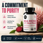 Atlantic Naturals Sea Moss Dietary Supplement - 120 Count Vegetable