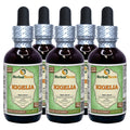 Herbal Terra LLC Kigelia (Kigelia Africana) Tincture