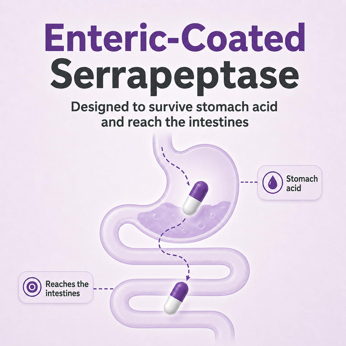 Balance ONE Biofilm Disruptor Serrapeptase Nattokinase - 60 Capsules - image 5