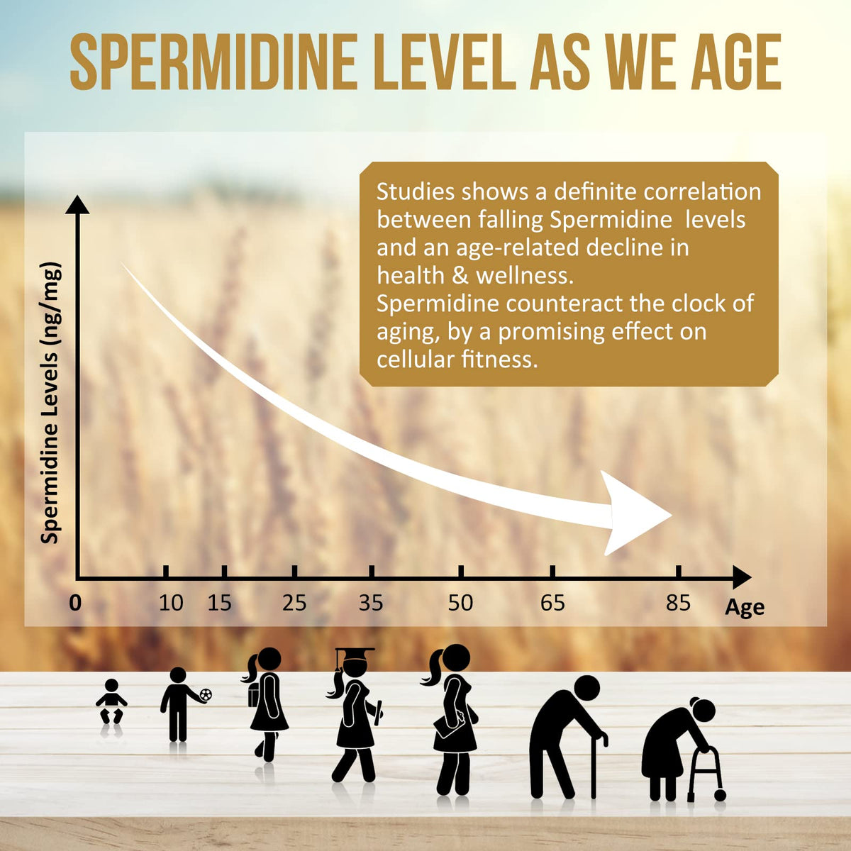 Thalacy Spermidine Supplements 13mg - 1300mg Wheat Germ Extract