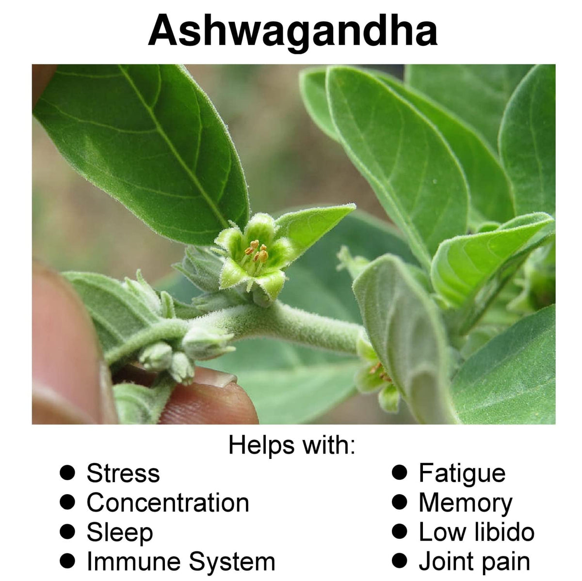 Hybrid Nutraceuticals Organic Ashwagandha 1300mg - 60 Capsules - image 2