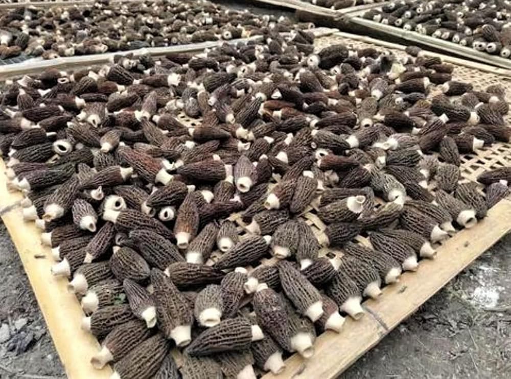 Xi Ge Ge Dried Morel Mushrooms - 8 oz - image 4