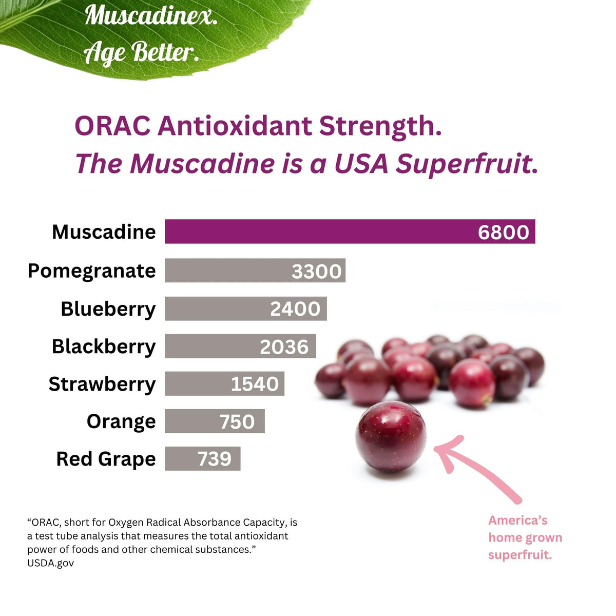 MUSCADINEX Whole Muscadine Supplement Antioxidant - 1 Capsules - image 3