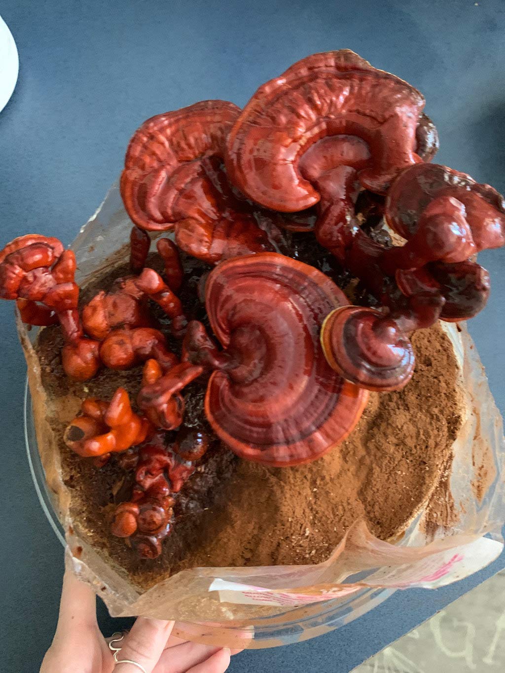 Gallboys Reishi Mushroom Indoor Growing Kit - 1 Count - image 4