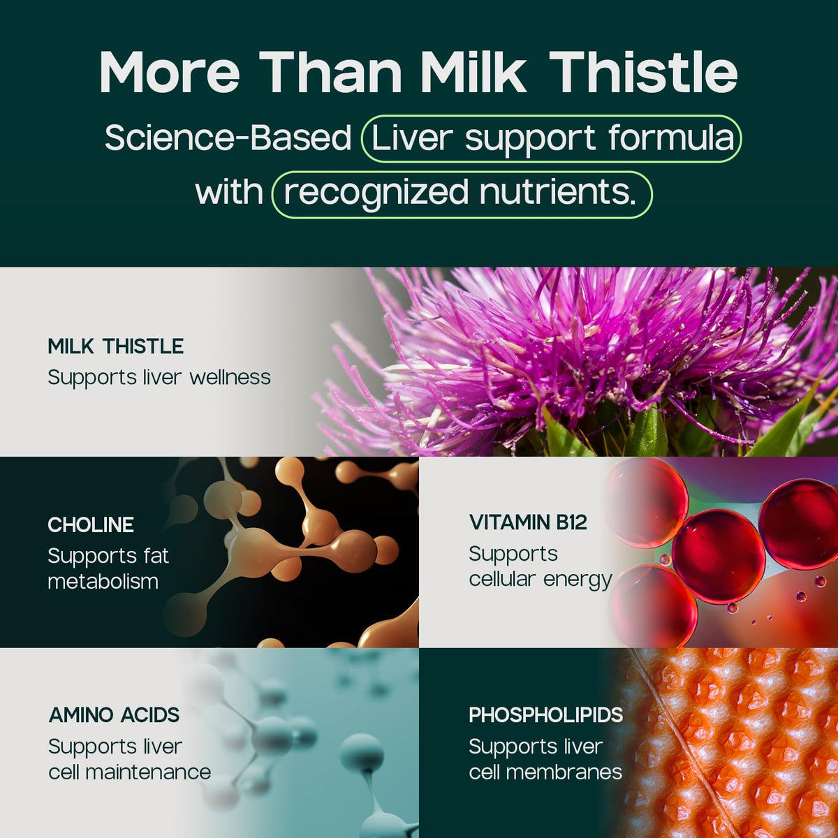 LIVERITE Liver Aid Supplement with Milk Thistle & B12 - 300 Capsules - image 5