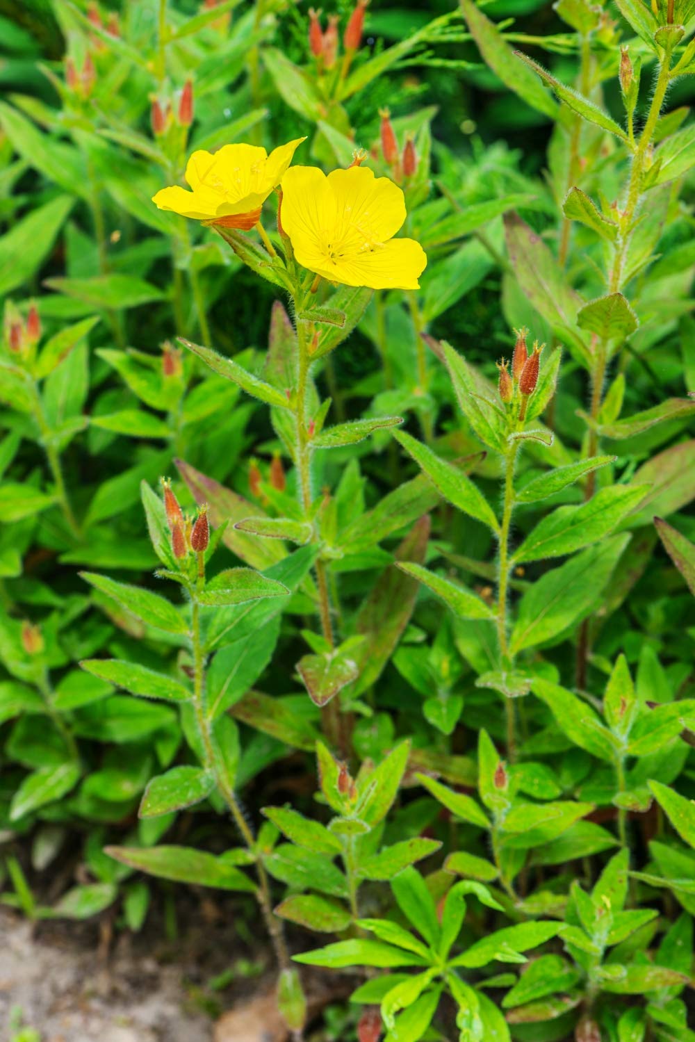 Health Embassy Evening Primrose Seeds Powder - 100g - image 5