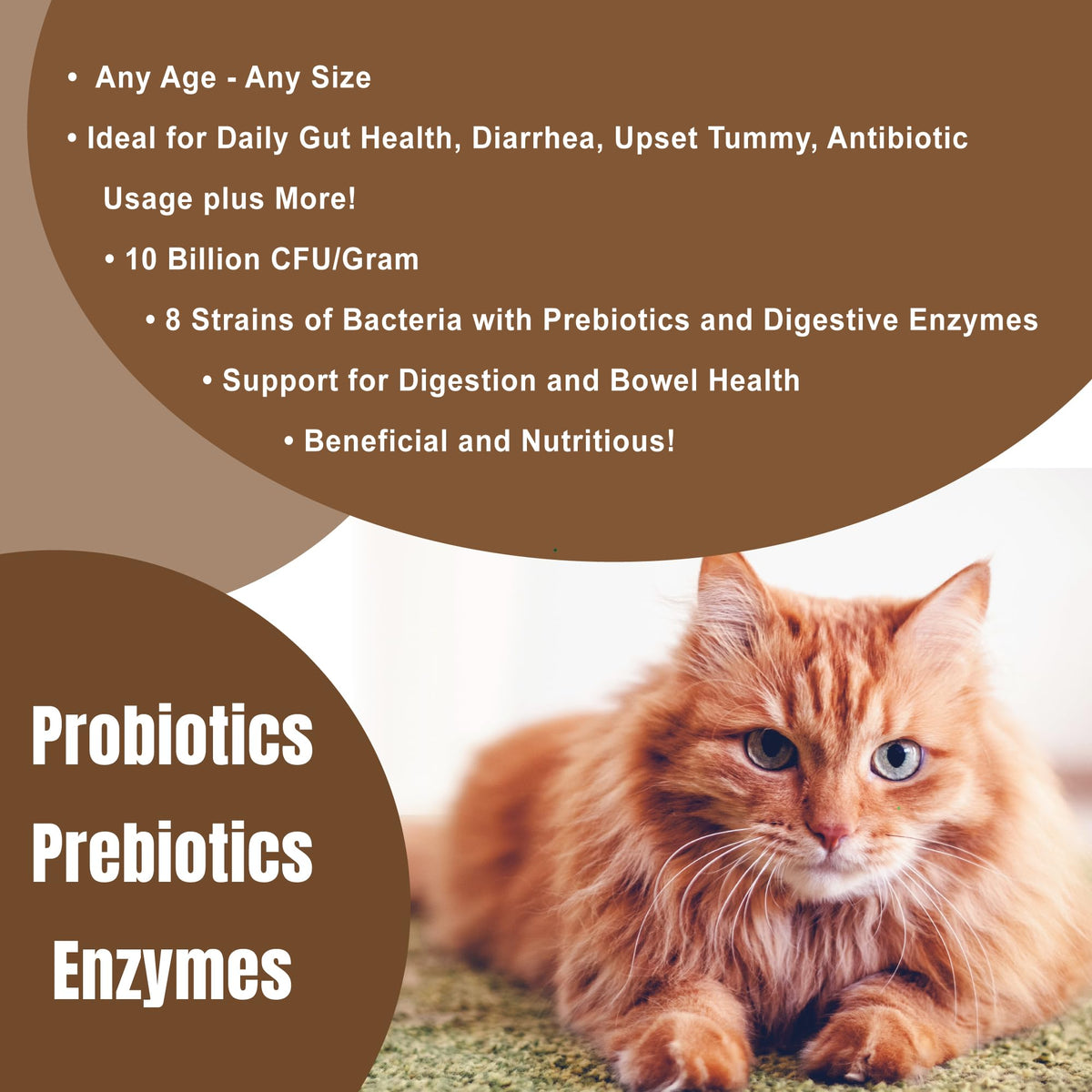 CATZYMES Probiotic Max - 10 Billion CFU per Gram - Prebiotics - 8