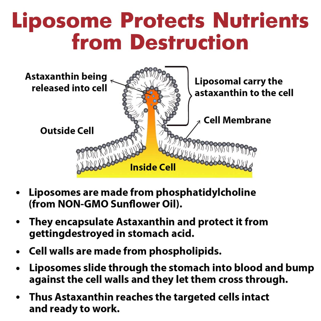 Osasuna Liposomal Astaxanthin Supplement 24 MG