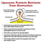 Osasuna Liposomal Astaxanthin Supplement 24 MG