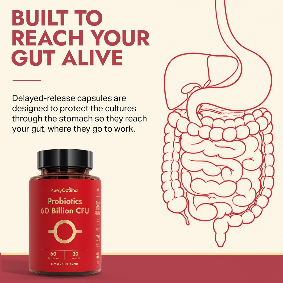 Purely Optimal Probiotics 60B CFU with Enzymes & Prebiotics - 30 Capsules - image 4