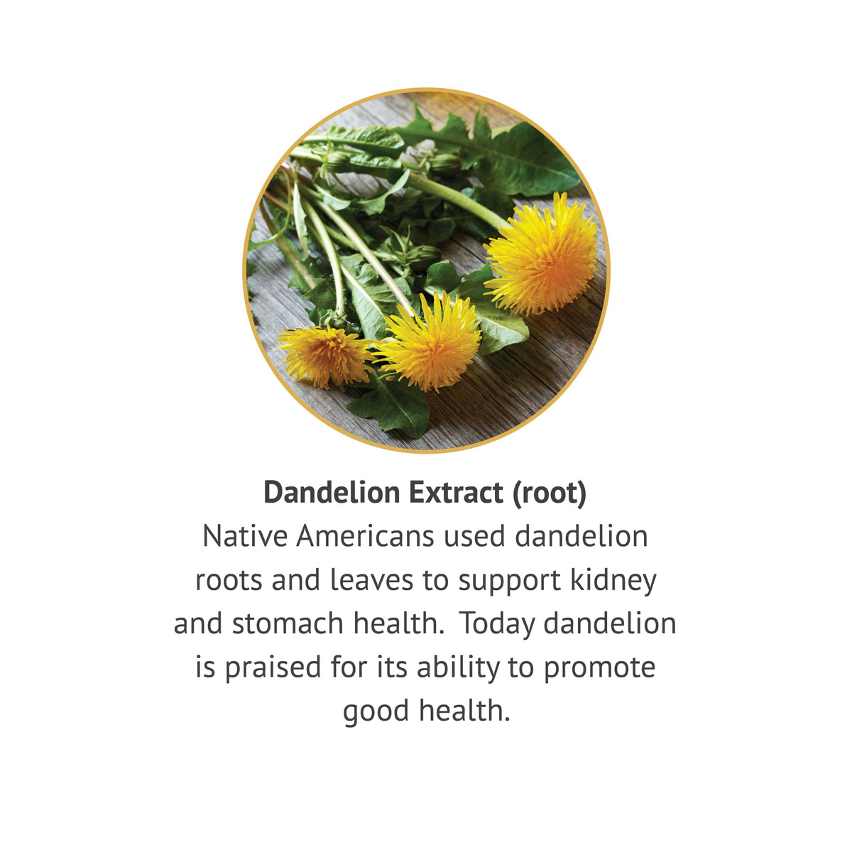 Botanic Choice Dandelion Root Liquid Extract Alcohol Free - 1 fl oz - image 4