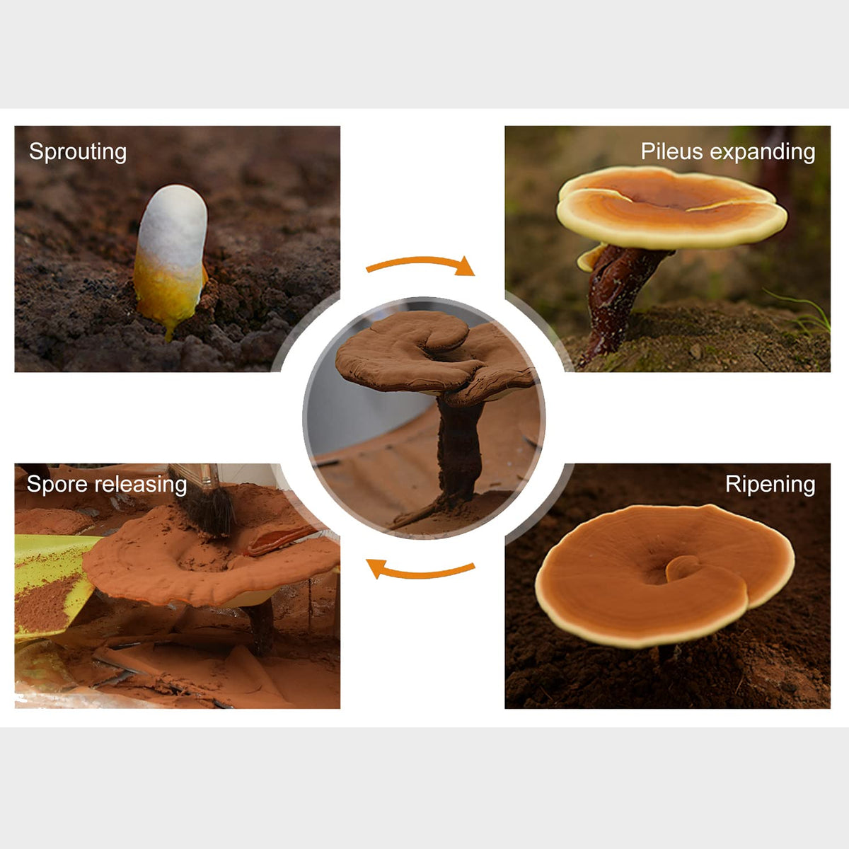 GANOHERB Reishi Mushroom Spore Oil Supplement - 30 Softgels - image 3