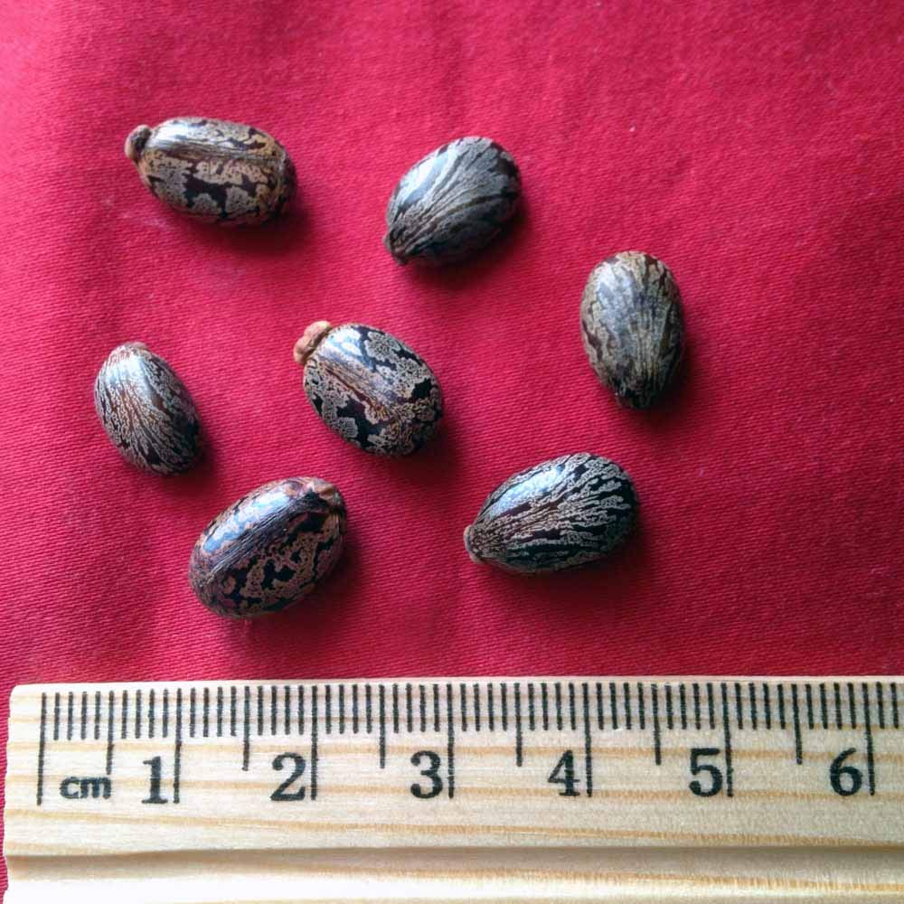 Xi Yao Peng Bimazi Castor Seeds - 100g