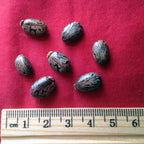 Xi Yao Peng Bimazi Castor Seeds - 100g