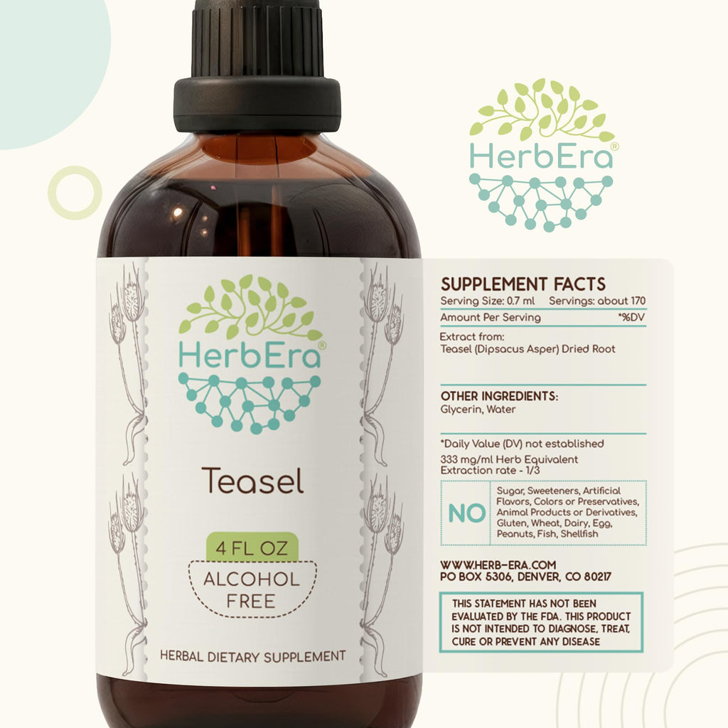 HerbEra Teasel Alcohol-Free Herbal Extract Tincture